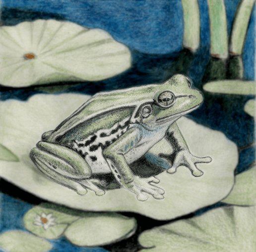 Colored pencil drawing of a frog print